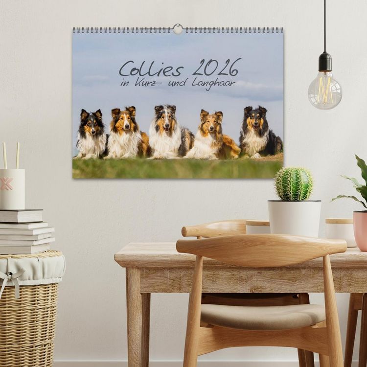 Produktbild: Collies 2026 in Kurz- und Langhaar (Wandkalender 2026 DIN A3 quer), CALVENDO Monatskalender