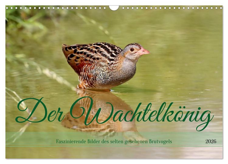 Produktbild: Der Wachtelk&ouml;nig (Wandkalender 2026 DIN A3 quer), CALVENDO Monatskalender