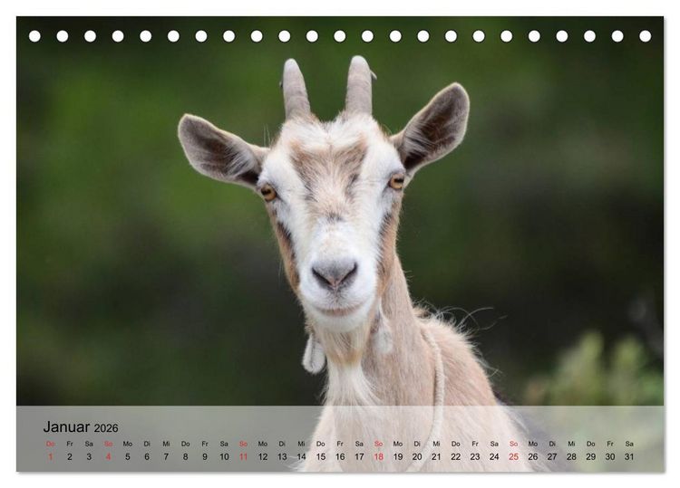 Produktbild: Ziegen. Kluge Freigeister (Tischkalender 2026 DIN A5 quer), CALVENDO Monatskalender