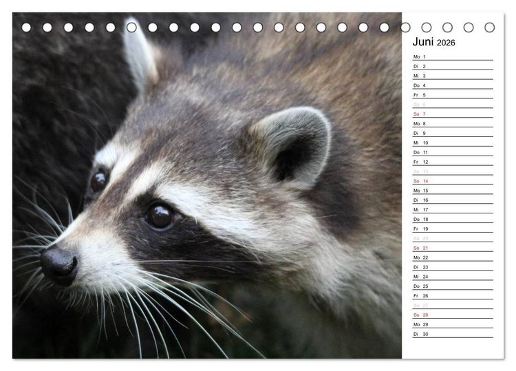Produktbild: Der kleine R&auml;uber mit Maske - Waschb&auml;ren (Tischkalender 2026 DIN A5 quer), CALVENDO Monatskalender