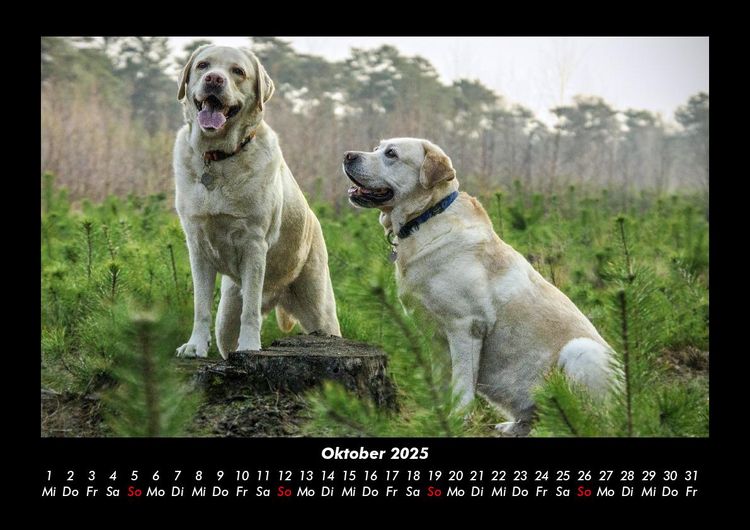 Produktbild: Hunde 2025 Fotokalender DIN A3