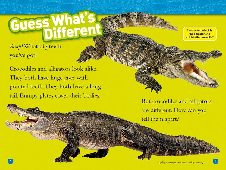 Produktbild: Alligators and Crocodiles