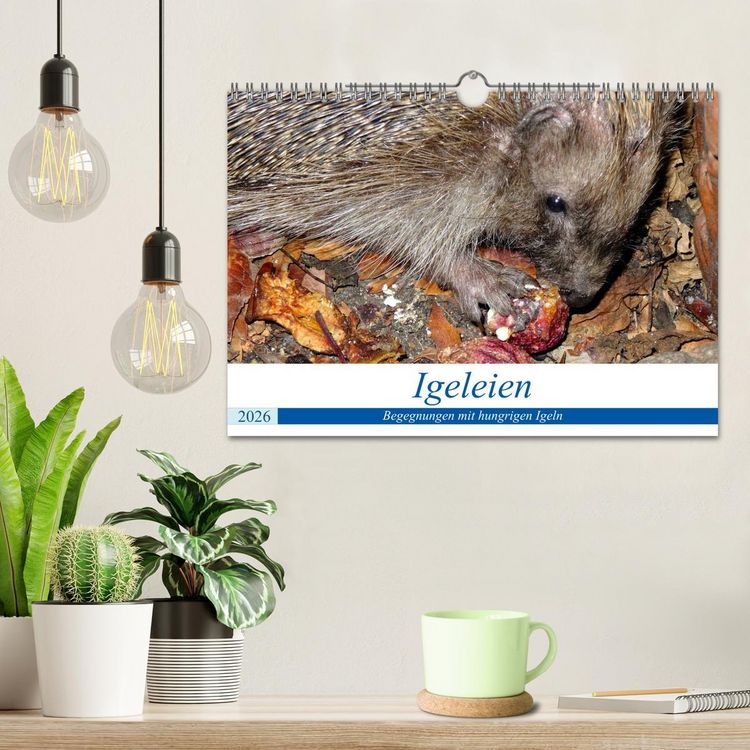 Produktbild: Igeleien - Begegnungen mit hungrigen Igeln (Wandkalender 2026 DIN A4 quer), CALVENDO Monatskalender