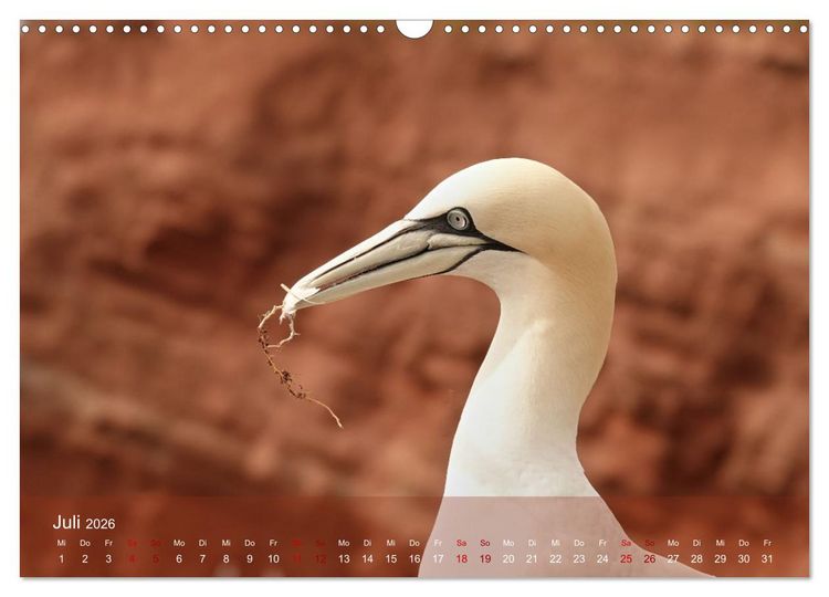 Produktbild: V&ouml;gel an Deutschlands K&uuml;sten (Wandkalender 2026 DIN A3 quer), CALVENDO Monatskalender