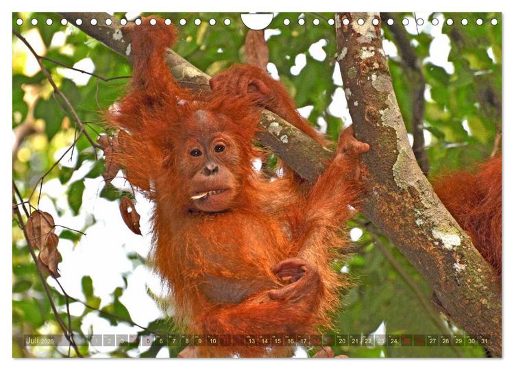Produktbild: Orang Utans Sumatras Waldmenschen (Wandkalender 2026 DIN A4 quer), CALVENDO Monatskalender