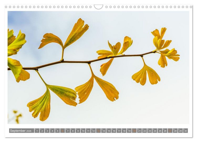 Produktbild: Mit Ginkgo biloba durch das Jahr (Wandkalender 2026 DIN A3 quer), CALVENDO Monatskalender