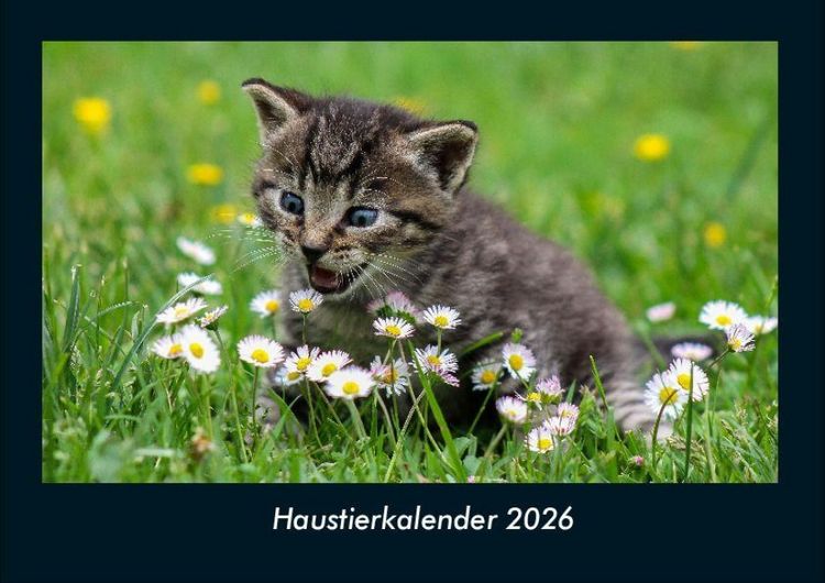 Produktbild: Haustierkalender 2026 Fotokalender DIN A4