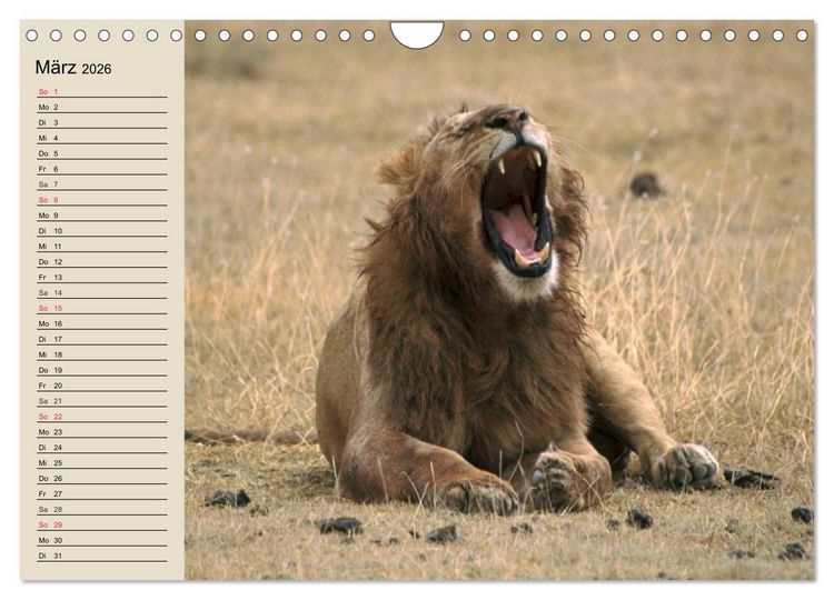 Produktbild: L&ouml;wen. Majest&auml;tische Kraft (Wandkalender 2026 DIN A4 quer), CALVENDO Monatskalender