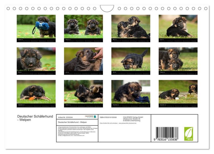 Produktbild: Deutscher Sch&auml;ferhund - Welpen (Wandkalender 2026 DIN A4 quer), CALVENDO Monatskalender