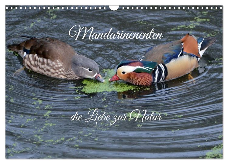 Produktbild: Mandarinenenten, die Liebe zur Natur (Wandkalender 2026 DIN A3 quer), CALVENDO Monatskalender