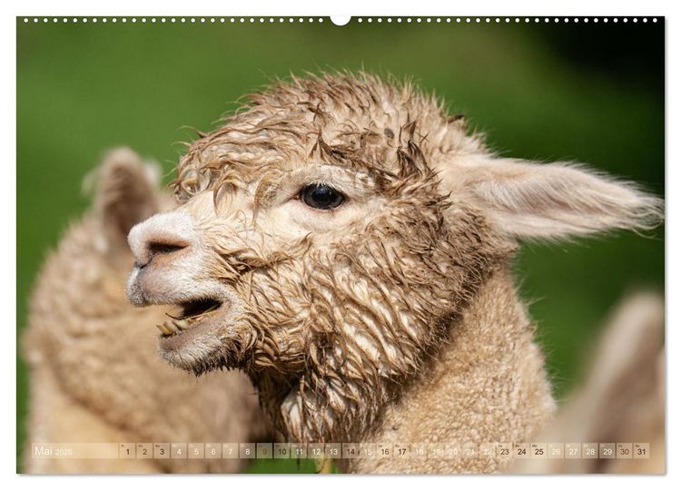 Produktbild: Alpakas im Portrait (hochwertiger Premium Wandkalender 2026 DIN A2 quer), Kunstdruck in Hochglanz
