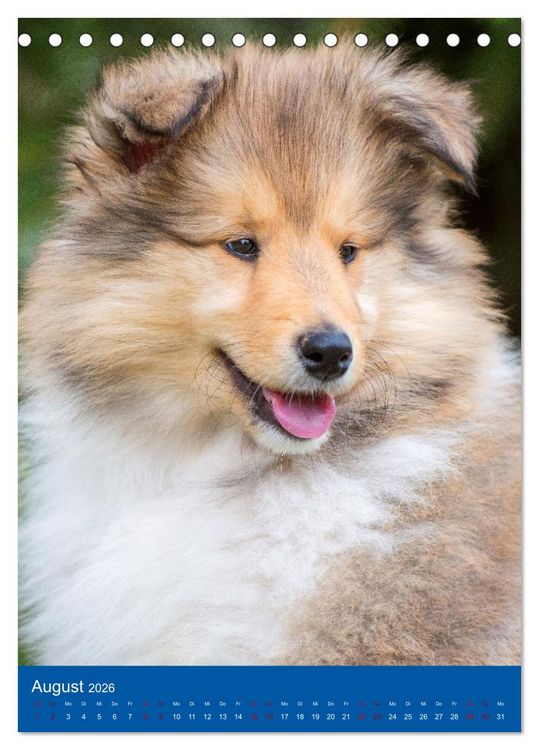 Produktbild: Traumhund Collie - Gl&uuml;ck auf vier Pfoten (Tischkalender 2026 DIN A5 hoch), CALVENDO Monatskalender