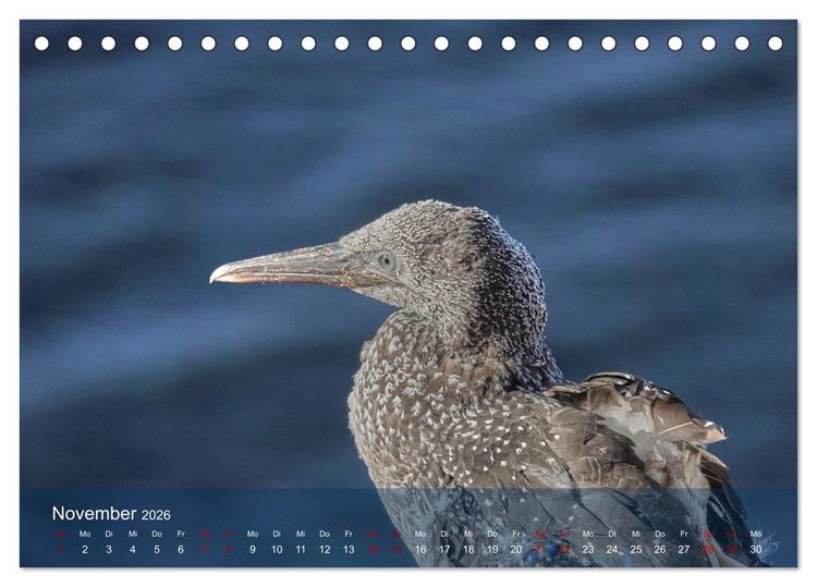 Produktbild: V&ouml;gel an Deutschlands K&uuml;sten (Tischkalender 2026 DIN A5 quer), CALVENDO Monatskalender