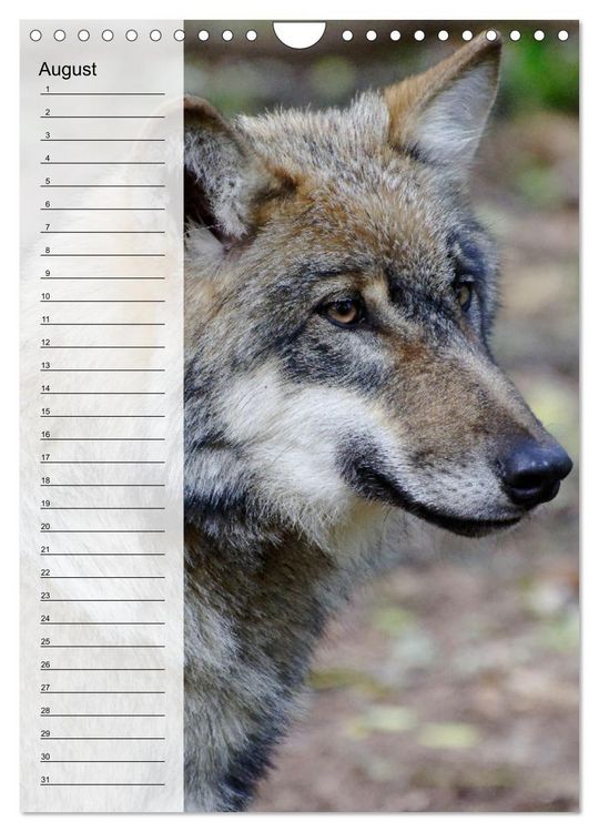 Produktbild: Der Wolf - Isegrim in den heimischen W&auml;ldern - Kalender 2026 (Wandkalender 2026 DIN A4 hoch), CALVENDO Monatskalender