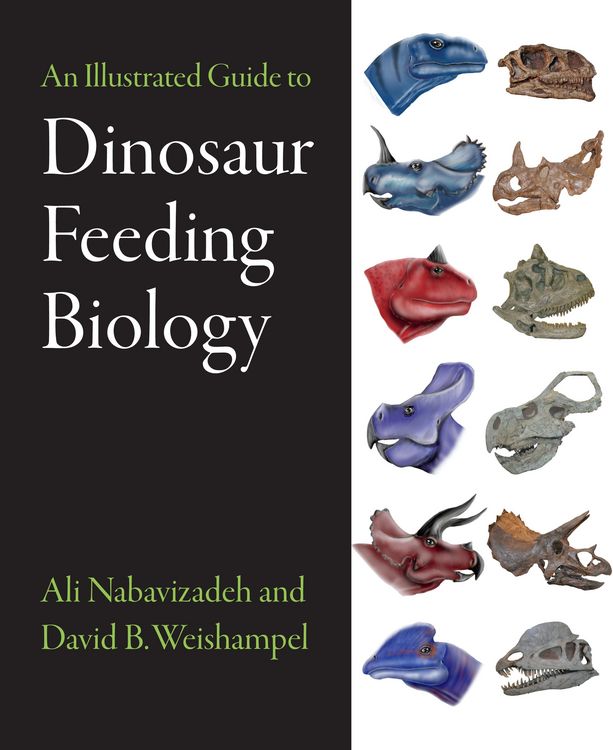 Produktbild: Illustrated Guide to Dinosaur Feeding Biology