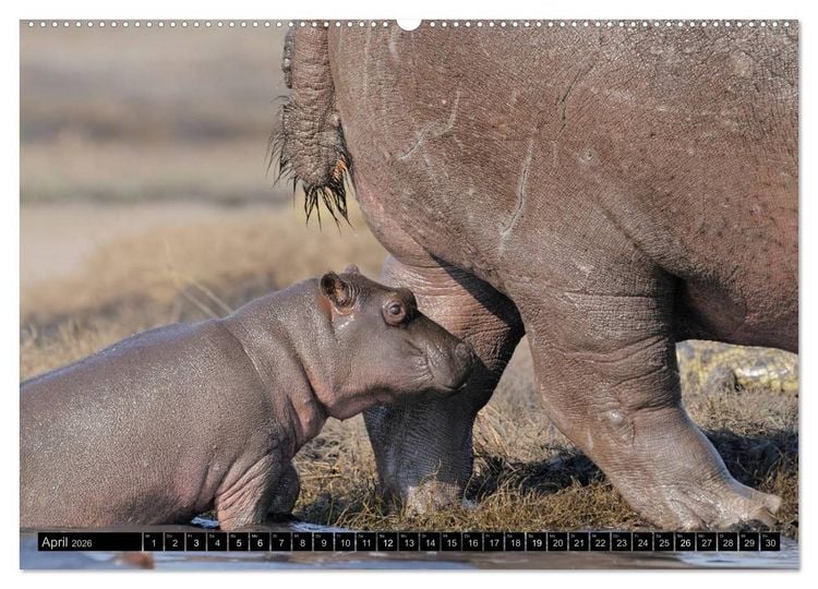 Produktbild: Magie des Augenblicks - Tierkinder - klein, aber wild (Wandkalender 2026 DIN A2 quer), CALVENDO Monatskalender