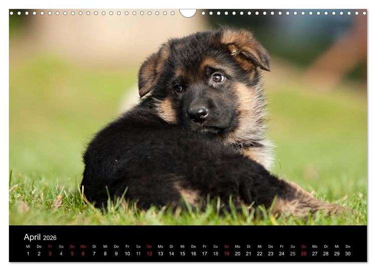 Produktbild: Deutscher Sch&auml;ferhund - Welpen (Wandkalender 2026 DIN A3 quer), CALVENDO Monatskalender