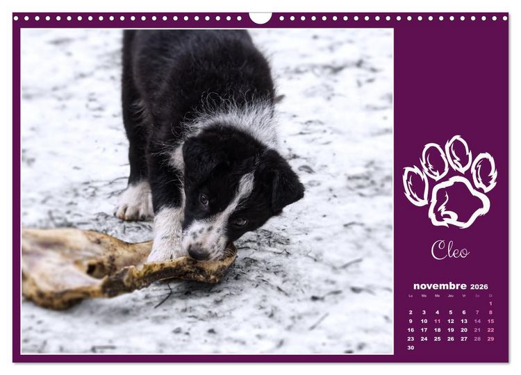 Produktbild: Border collie puppies (Calendrier mural 2026 DIN A3 vertical), CALVENDO calendrier mensuel