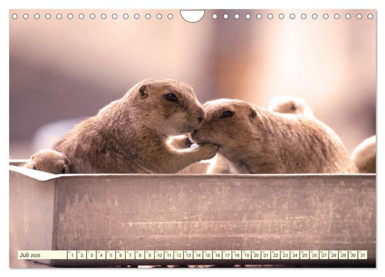 Produktbild: Pr&auml;riehunde - s&uuml;&szlig;e S&auml;uger (Wandkalender 2026 DIN A4 quer), CALVENDO Monatskalender