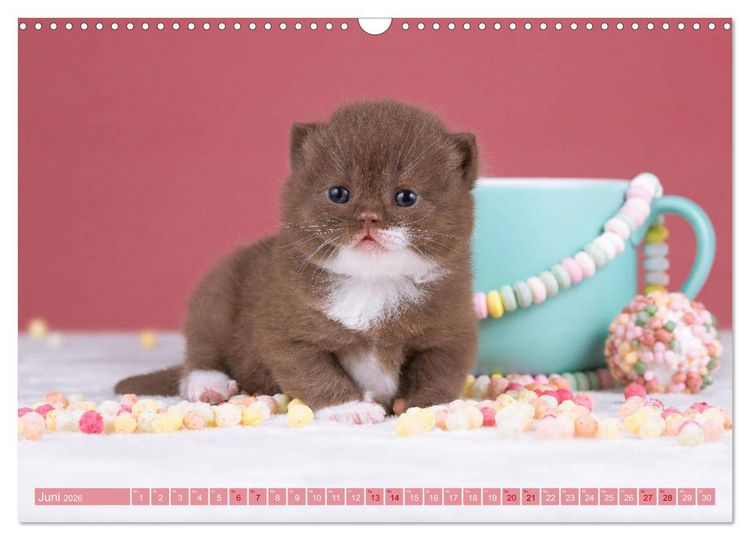 Produktbild: Katzenkinder - Britisch Kurzhaar (Wandkalender 2026 DIN A3 quer), CALVENDO Monatskalender