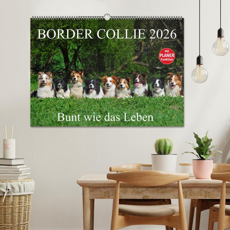 Produktbild: Border Collie 2026 (Wandkalender 2026 DIN A2 quer), CALVENDO Monatskalender
