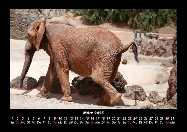 Produktbild: Elefanten 2025 Fotokalender DIN A3