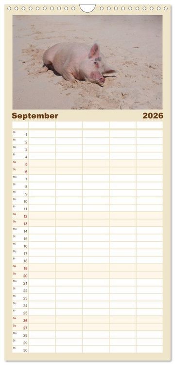 Produktbild: Familienplaner 2026 - Schwimmende Schweine auf den Bahamas! mit 5 Spalten (Wandkalender, 21 x 45 cm) CALVENDO
