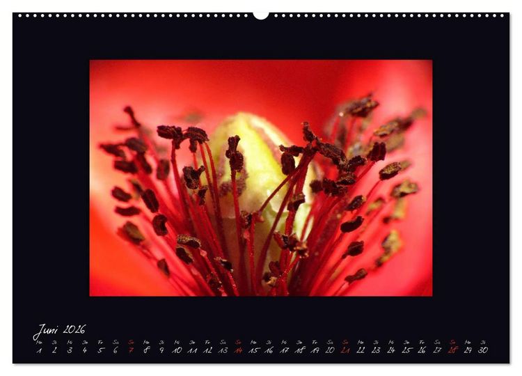 Produktbild: MOHNographie (hochwertiger Premium Wandkalender 2026 DIN A2 quer), Kunstdruck in Hochglanz