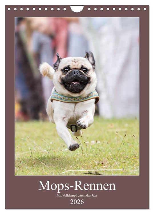 Produktbild: Mops-Rennen (Wandkalender 2026 DIN A4 hoch), CALVENDO Monatskalender