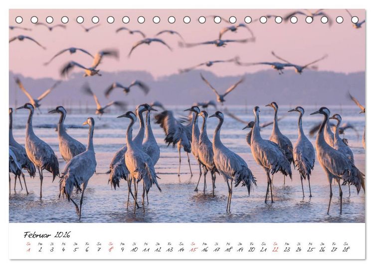 Produktbild: Kraniche am Schlafplatz - im Naturparadies der Mecklenburgischen Seenplatte (Tischkalender 2026 DIN A5 quer), CALVENDO Monatskalender
