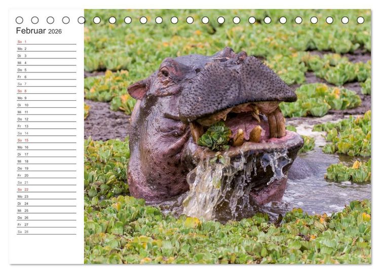 Produktbild: Emotionale Momente: Nilpferde hautnah (Tischkalender 2026 DIN A5 quer), CALVENDO Monatskalender