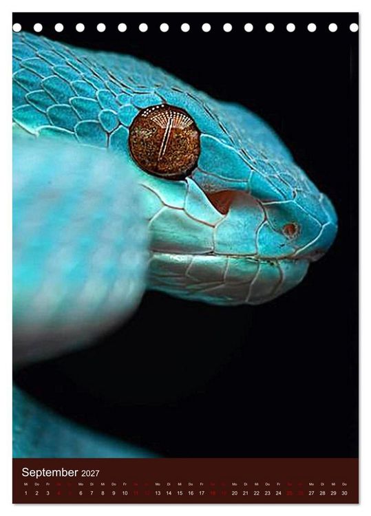 Produktbild: The Power Of Snake (Tischkalender 2027 DIN A5 hoch), CALVENDO Monatskalender
