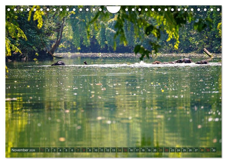 Produktbild: Borneos Zwergelefanten (Wandkalender 2026 DIN A4 quer), CALVENDO Monatskalender