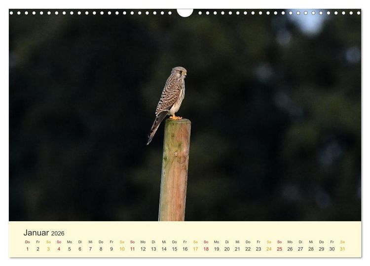 Produktbild: Im Revier der Falken (Wandkalender 2026 DIN A3 quer), CALVENDO Monatskalender