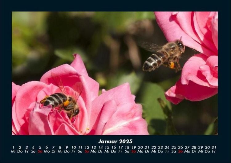 Produktbild: Rosen-Kalender 2025 Fotokalender DIN A4