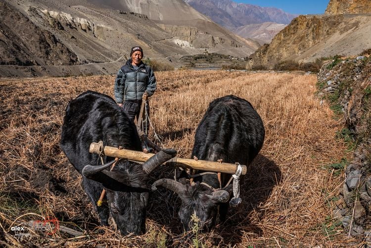 Produktbild: Nepal. Das Kochbuch