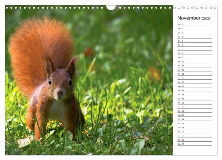 Produktbild: Eichh&ouml;rnchen (Wandkalender 2026 DIN A3 quer), CALVENDO Monatskalender