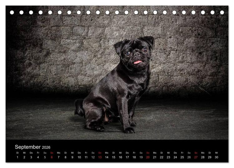 Produktbild: Urban Dogs - Hundekalender der anderen Art (Tischkalender 2026 DIN A5 quer), CALVENDO Monatskalender
