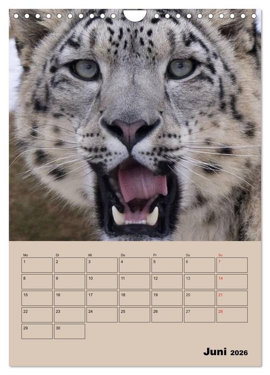 Produktbild: Gro&szlig;katzen. Raubkatzengesichter (Wandkalender 2026 DIN A4 hoch), CALVENDO Monatskalender