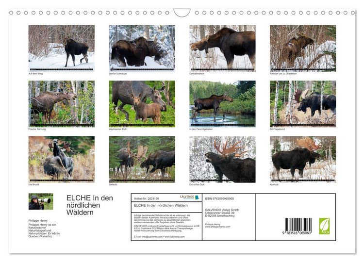 Produktbild: ELCHE In den n&ouml;rdlichen W&auml;ldern (Wandkalender 2026 DIN A3 quer), CALVENDO Monatskalender