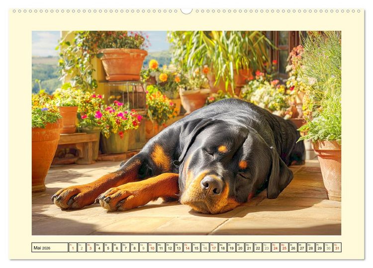 Produktbild: Rottweiler Momente. Kraftvolle Eleganz in der Natur (Wandkalender 2026 DIN A2 quer), CALVENDO Monatskalender