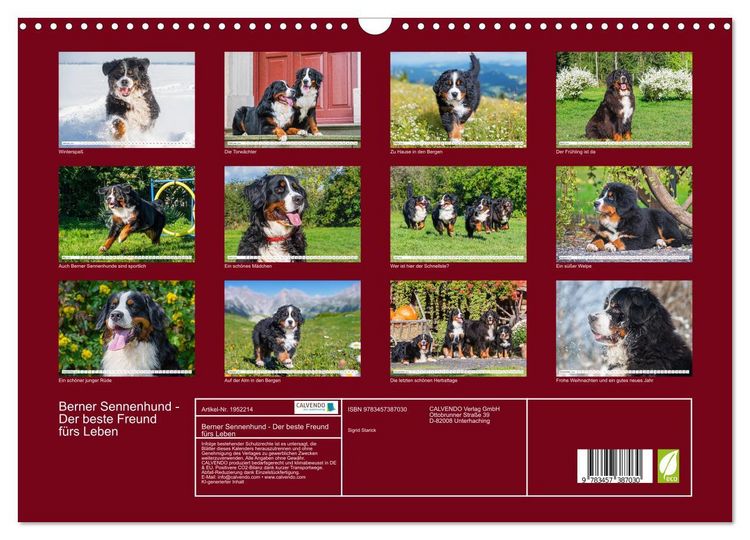 Produktbild: Berner Sennenhund - Der beste Freund f&uuml;rs Leben (Wandkalender 2026 DIN A3 quer), CALVENDO Monatskalender