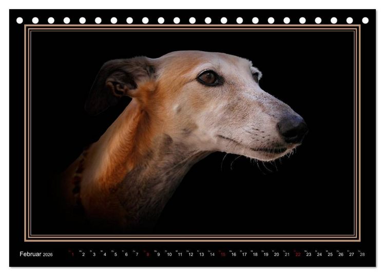 Produktbild: Galgo Espa&ntilde;ol 2026- Der spanische Windhund (Tischkalender 2026 DIN A5 quer), CALVENDO Monatskalender