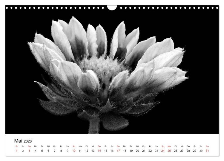 Produktbild: Blumen 2026, Schwarz-Wei&szlig; (Wandkalender 2026 DIN A3 quer), CALVENDO Monatskalender