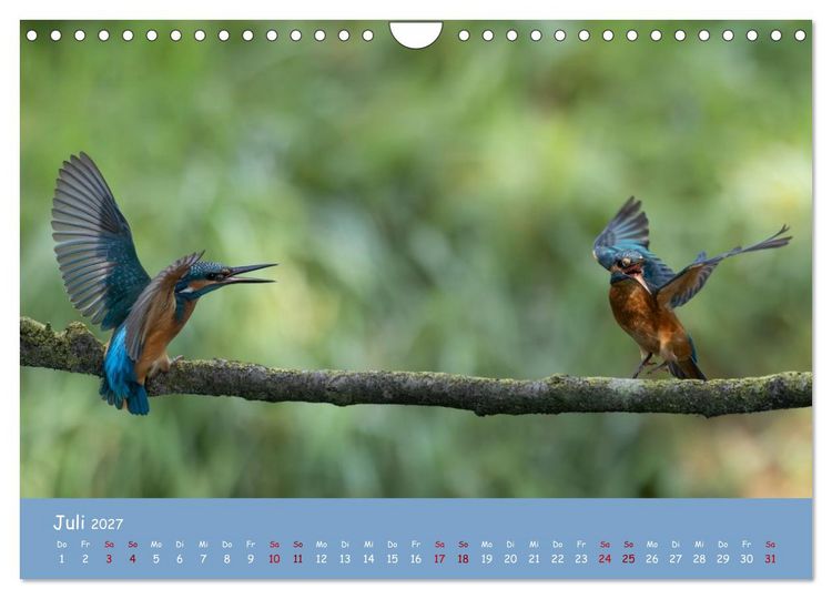 Produktbild: Alcedo atthis. Der Eisvogel (Wandkalender 2027 DIN A4 quer), CALVENDO Monatskalender