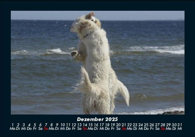 Produktbild: Der Hundekalender 2025 Fotokalender DIN A5