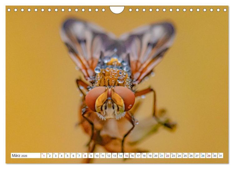 Produktbild: Kleines ganz gro&szlig; - Makrofotografie (Wandkalender 2026 DIN A4 quer), CALVENDO Monatskalender