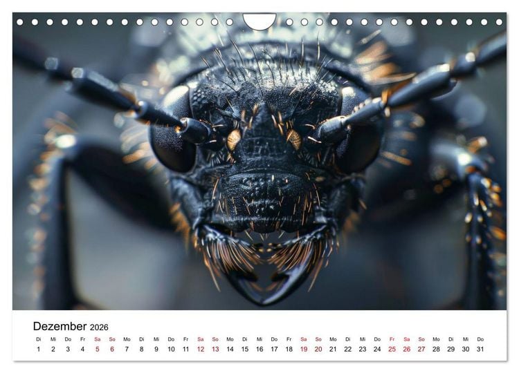 Produktbild: Insekten hautnah (Wandkalender 2026 DIN A4 quer), CALVENDO Monatskalender