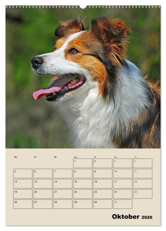 Produktbild: Border Collie - Ein Familienplaner (Wandkalender 2026 DIN A2 hoch), CALVENDO Monatskalender