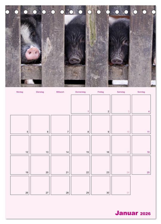 Produktbild: Schweinischer Terminplaner (Tischkalender 2026 DIN A5 hoch), CALVENDO Monatskalender